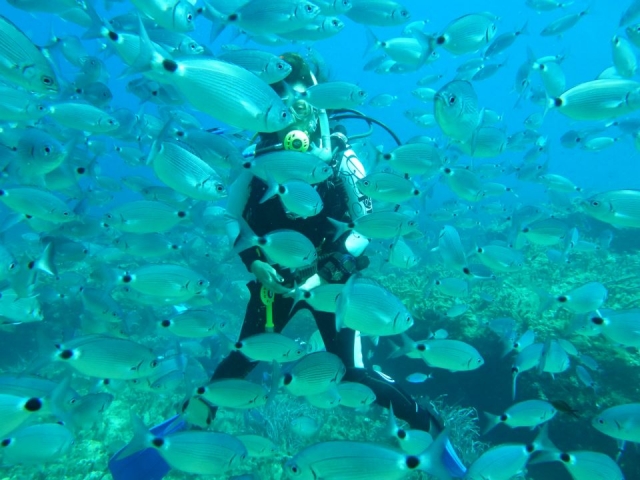  Escondido detrás de los peces 